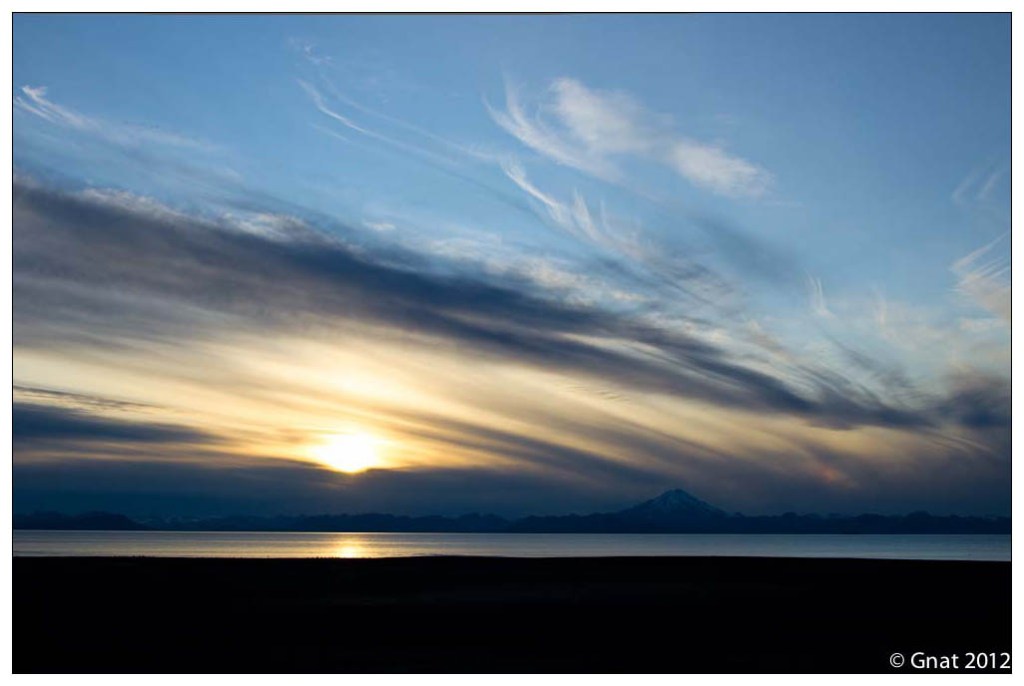 Gnat_Alaska_3