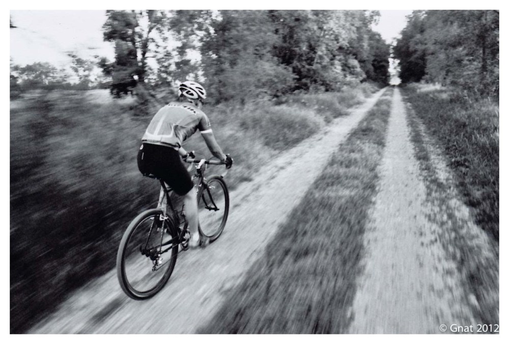 Gnat_JuneFilminmotion_071012-3