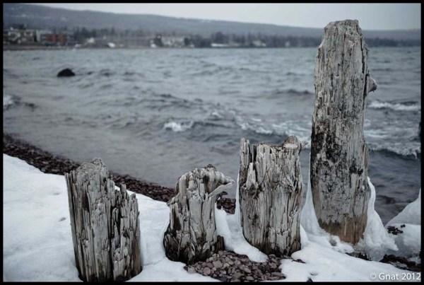 Gnat_UPNORTH_weathered