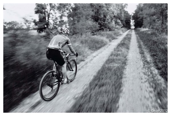 Gnat_JuneFilminmotion_071012-3