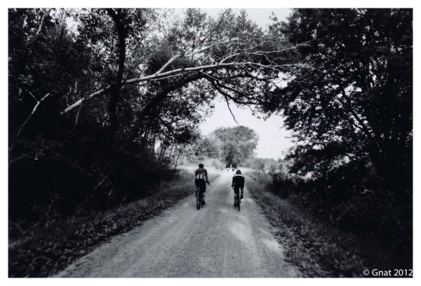 Gnat_JuneFilminmotion_071012-4