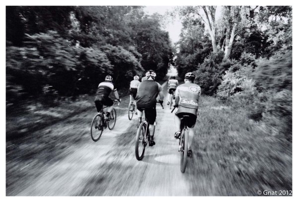 Gnat_JuneFilminmotion_071012-6