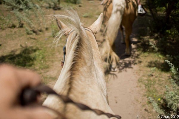 GNAT_Livinglife_6_071512