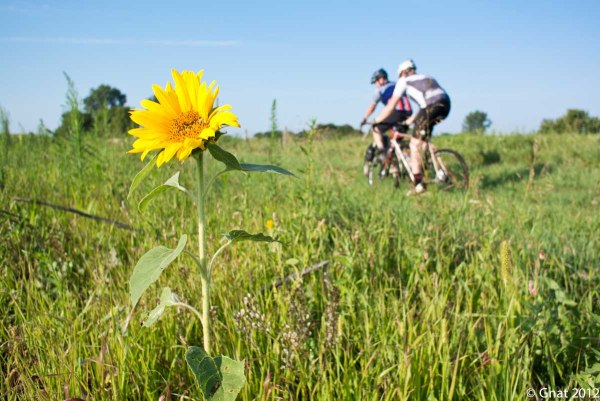 GNAT_Livinglife_7_071512