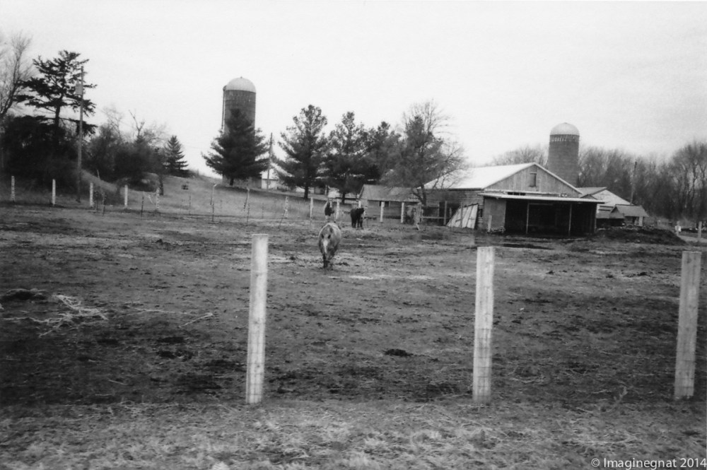 Gnat_YASHICAT4_Delta3200-11