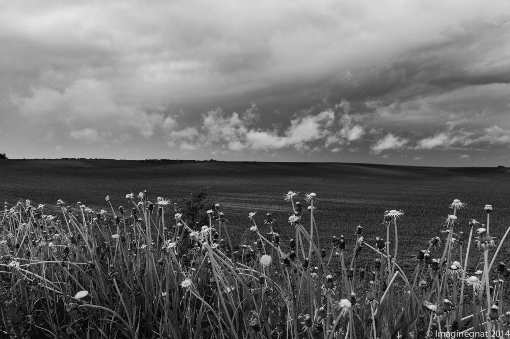 GNAT_CHASINGCLOUDS_060114-2