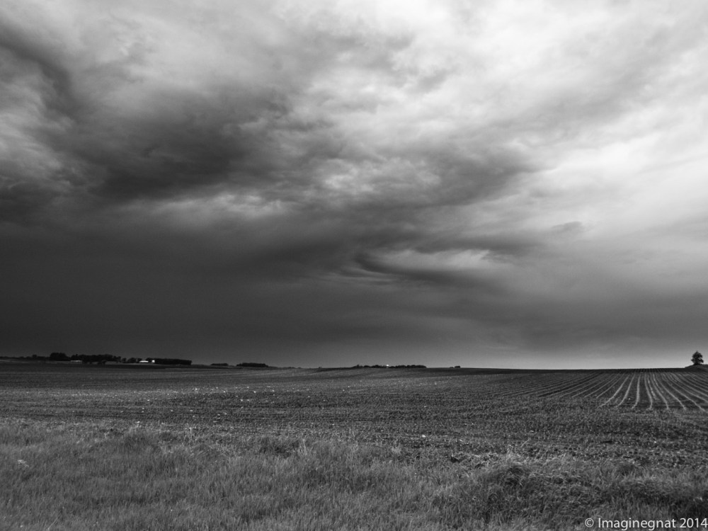 GNAT_CHASINGCLOUDS_060114-5