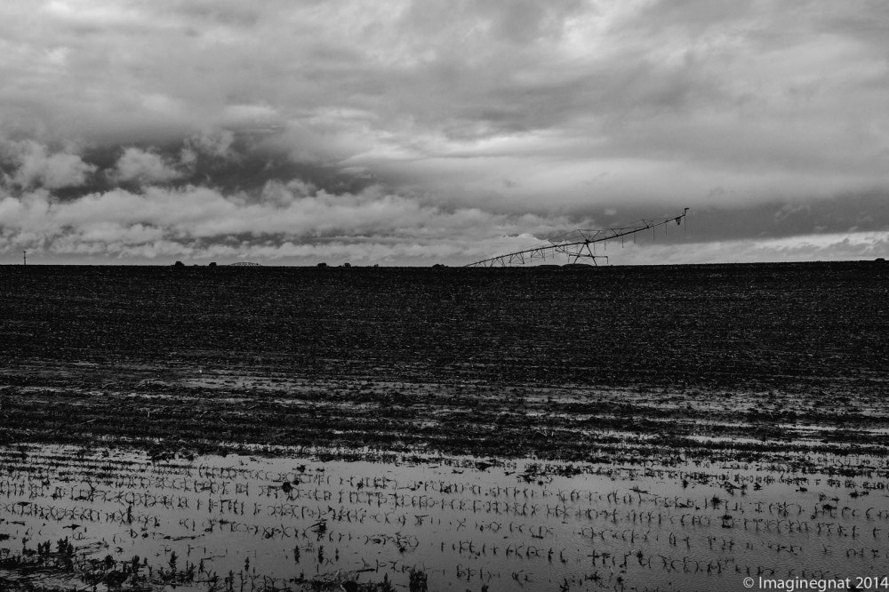 GNAT_CHASINGCLOUDS_060114