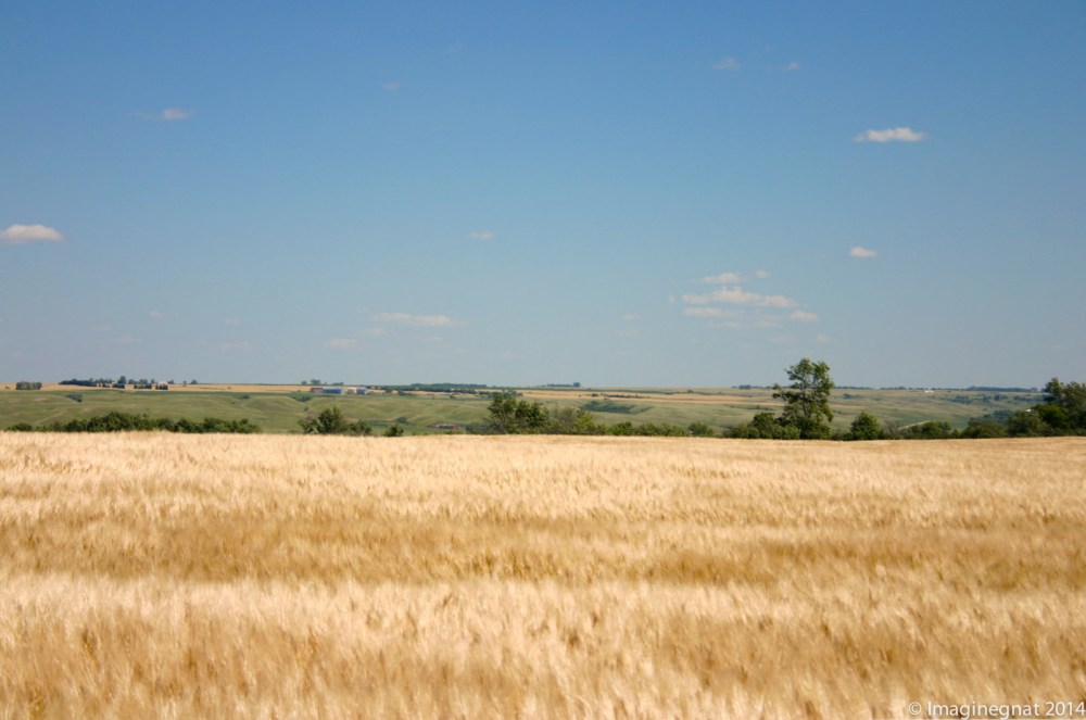 Gnat_Fargo2008_Journey1_2