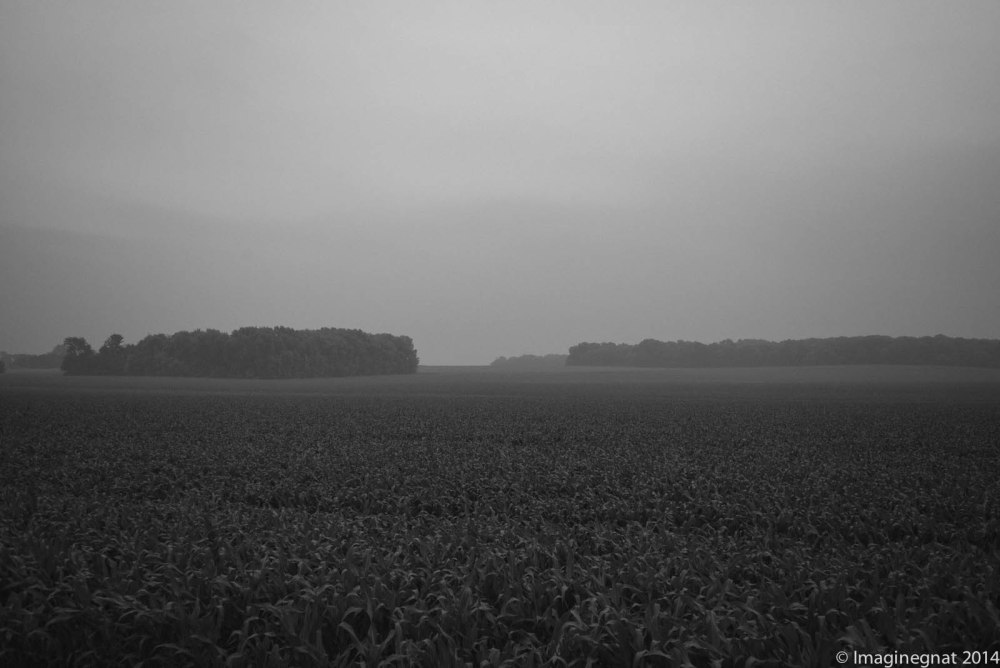 Gnat_AMORNINGINTHECOUNTRY-3