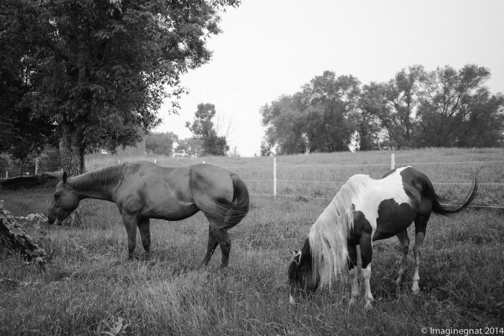 Gnat_AMORNINGINTHECOUNTRY-5