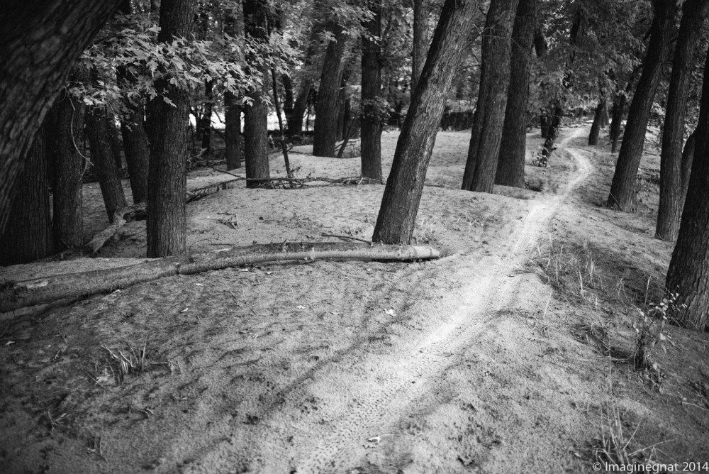 Gnat_therivertrail_082414-2