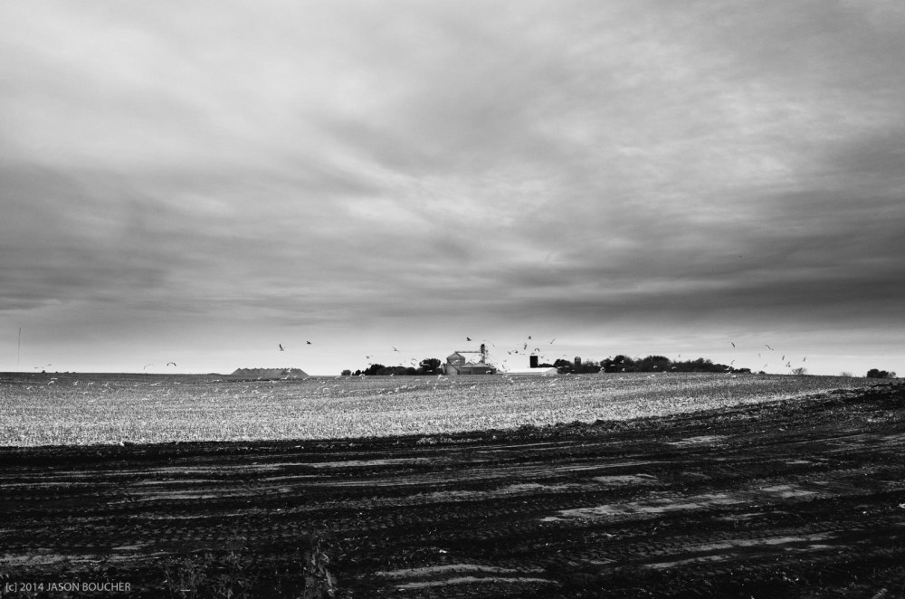 GNAT_cold&lonelymiles-2