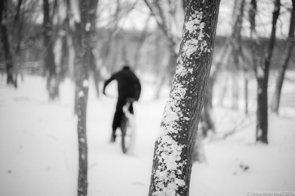 GNAT_Rivercrawling_-2