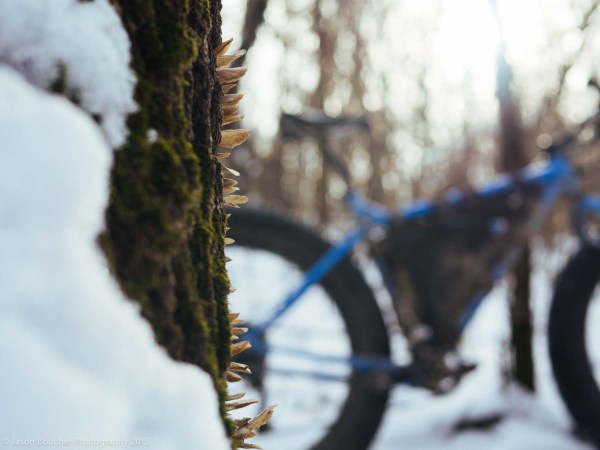 Gnat_Lapsatleb_2015-6