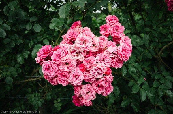 JasonBoucher_Eurobike2015_RicohGR_3