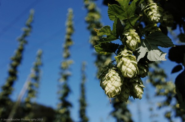 Kilometer after Kilometer of hops